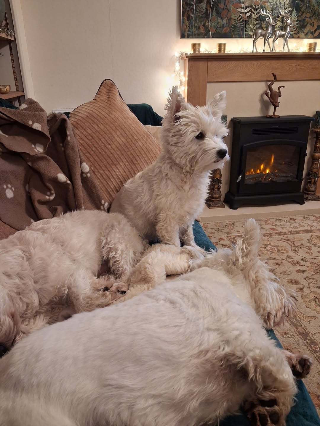 Three West Highland White Terriers sitting together