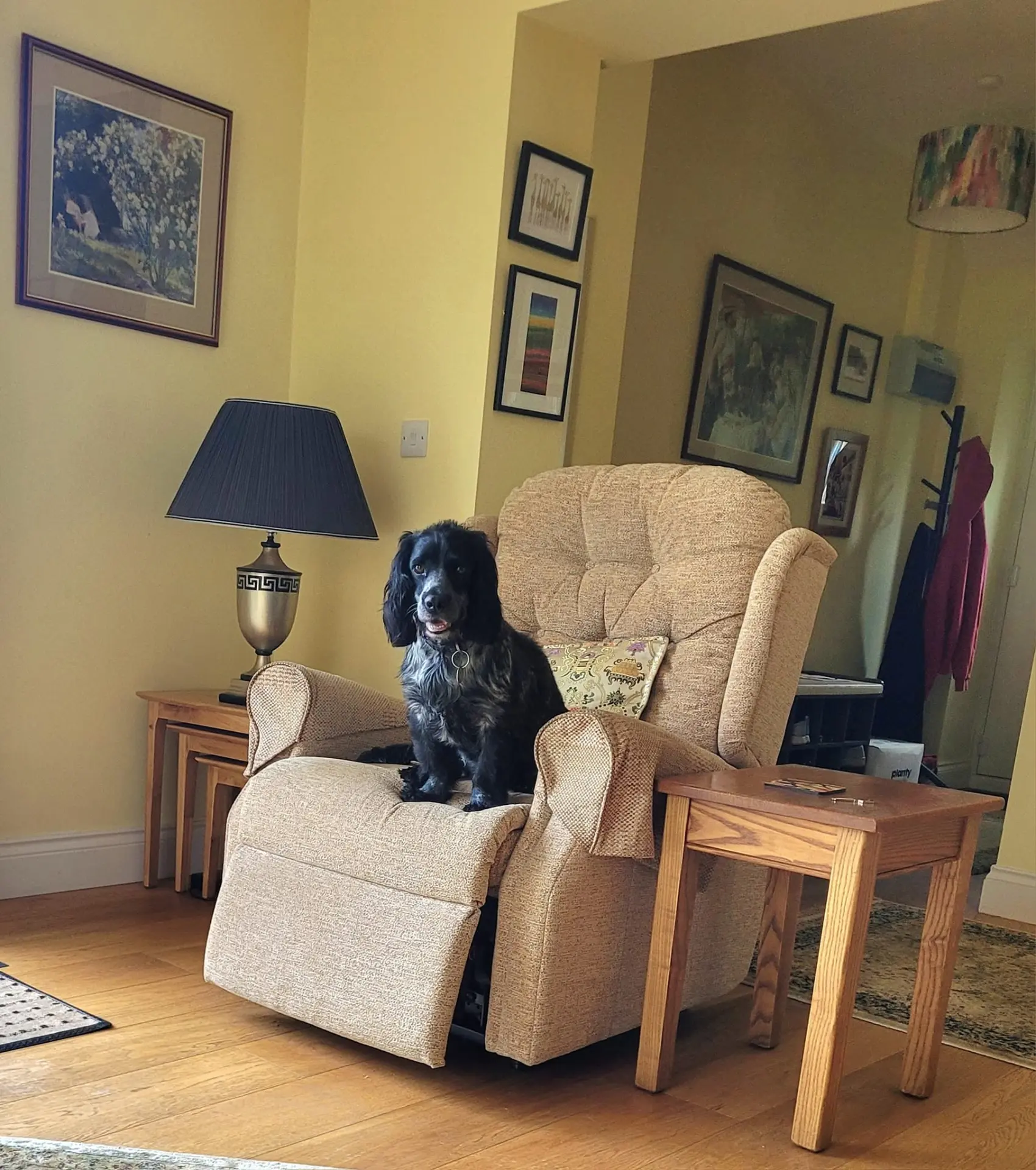 A black and grey cocker spaniel sitting upright on a beige armchair