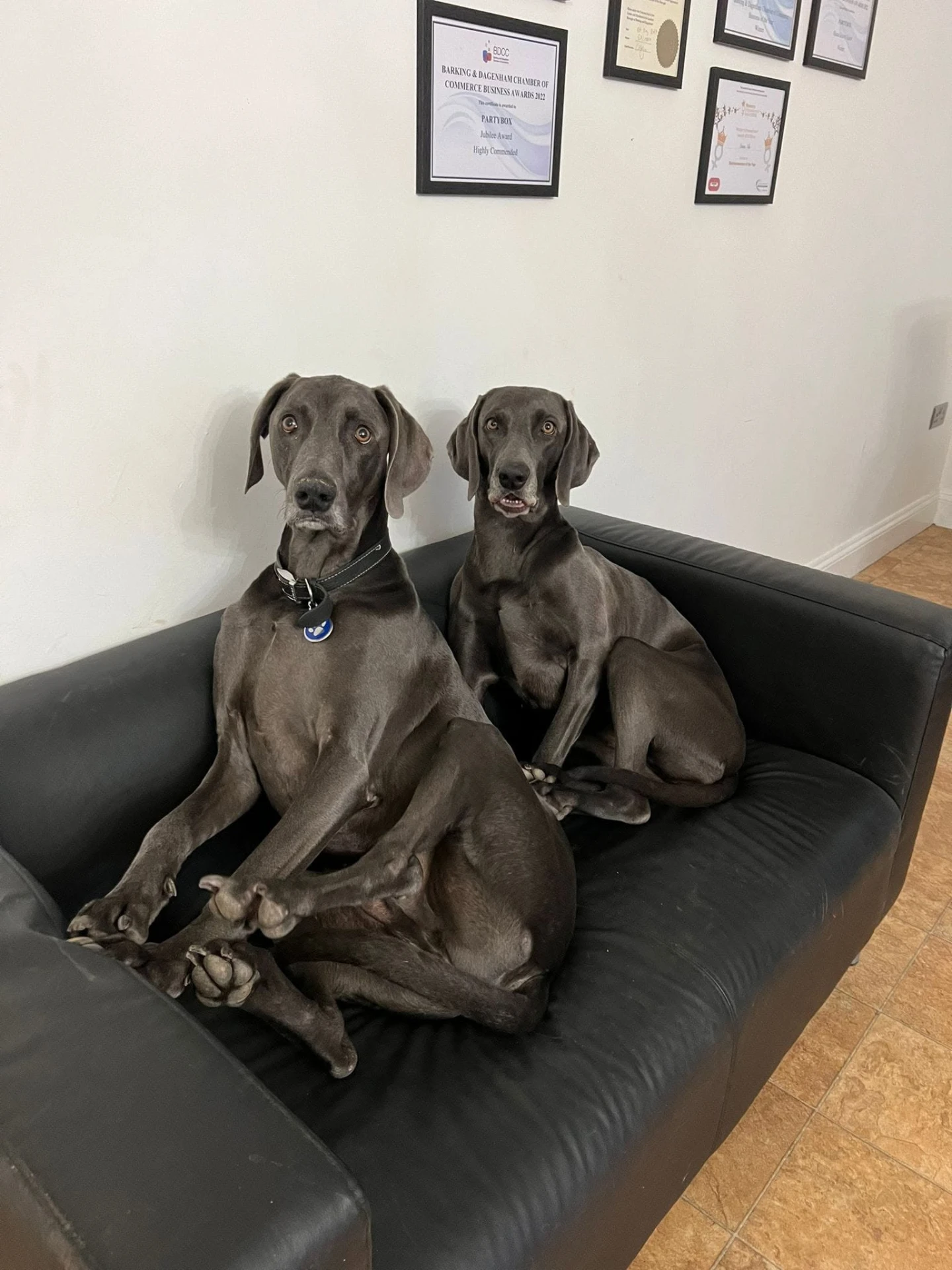 Two grey Weimaraners sitting together on a black leather sofa