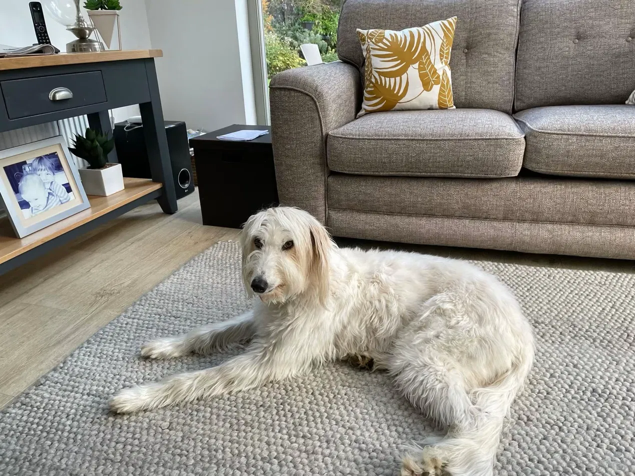 A shaggy cream dog lying on a rug in a living room