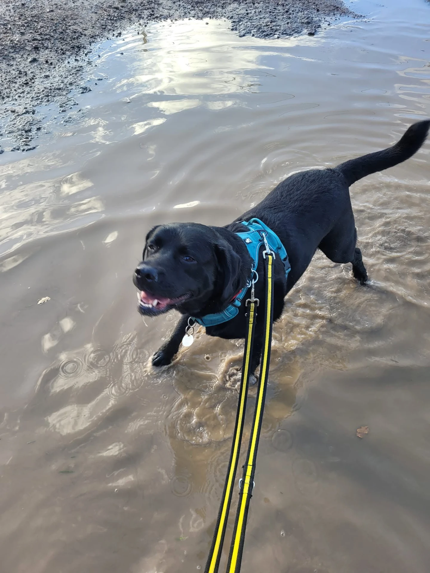 A black Labrador in a teal harness wading through a shallow puddle on a lane