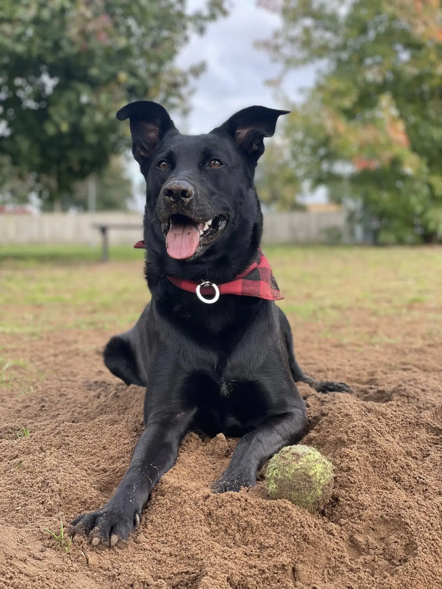A black dog resting in the sand beside a tennis ball, wearing a red check bandana