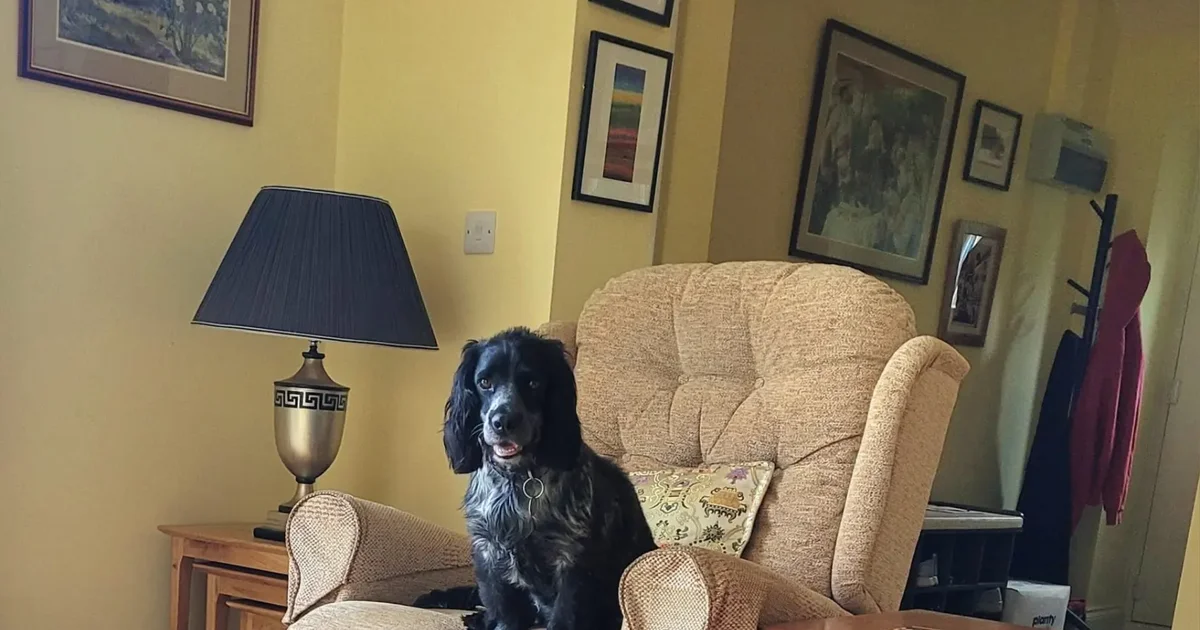 A black and grey cocker spaniel sitting upright on a beige armchair